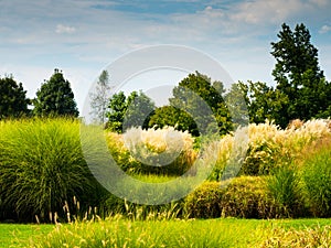 Amazing garden of many plants and flowers