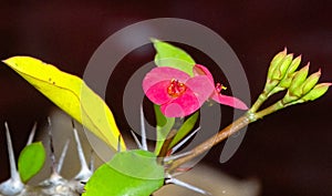 Amazing Garden with nature Red, Pink Flower Between Yellow & Green Leaves and Thorns is protecting to Brown flower tree. Beautiful