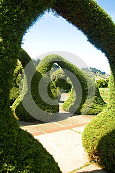 Garden with trimmed shrubs photo