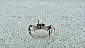 Amazing ghost crab in the sand. Both claws, legs, eyes on the stems are clearly visible.