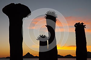 AMAZING GIANT SAGUAROS AND SUNSET photo