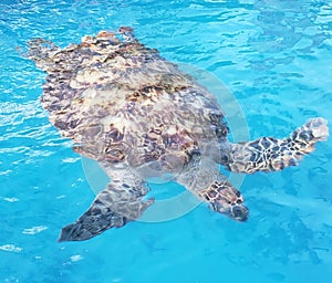 Amazing Giant sea turtle in The nature