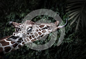 Amazing Giraffe eating with tongue