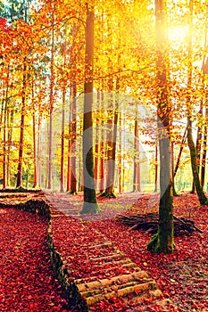 Amazing golden autumn colors in the forest path track. Autumn Collection