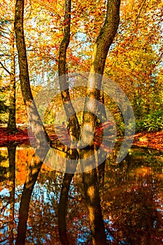 Amazing golden autumn colors in the forest path track. Autumn Collection