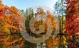 Amazing golden autumn colors in the forest path track. Autumn Collection