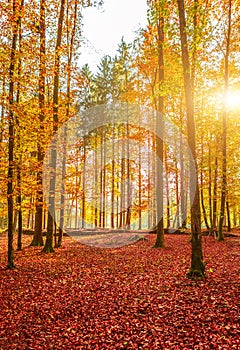 Amazing golden autumn colors in the forest path track. Autumn Collection