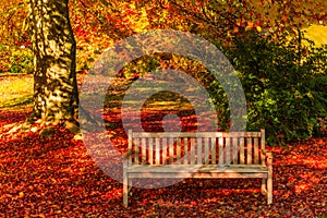 Amazing golden autumn colors in the forest path track. Autumn Collection