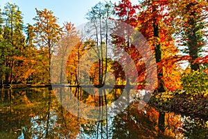 Amazing golden autumn colors in the forest path track. Autumn Collection