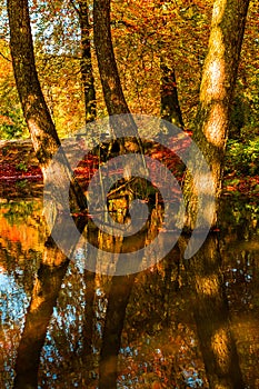 Amazing golden autumn colors in the forest path track. Autumn Collection