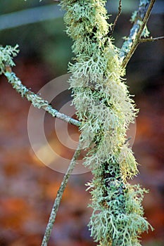 Branch tree covered with green ferns photo