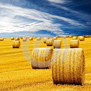 Amazing Golden Hay Bales photo