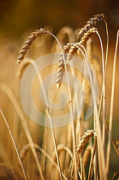 Amazing golden wheat ears closeup in the autumn field