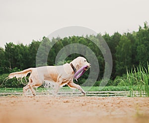 Amazing golder retriver dog running fast in forest in morning sunny winter day