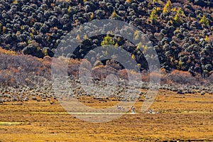 Amazing grass field landscape with spikes at sunset