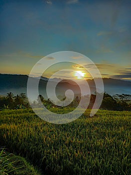 Amazing grass field landscape at sunrise