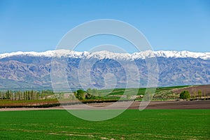 Amazing Grassland woods and snow mountains in spring