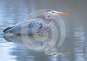 A great blue heron bird reflects in the river at Cuyahoga Valley National Park in Akron Ohio photo