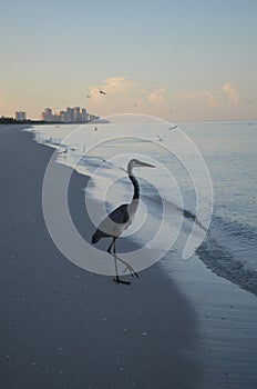 Amazing Great Blue Heron at the Water's Edge at Dawn