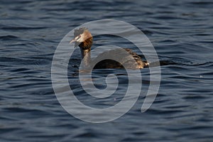 Great Crested Grebe in UK pond