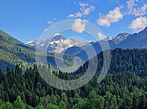 Amazing green forest and mountains. Coniferous trees in summer and a snowy mountain in the background with clouds. Minimalist