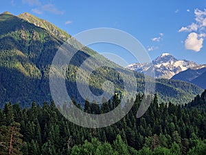 Amazing green forest and mountains. Coniferous trees in summer and a snowy mountain in the background. Minimalist photo. Arkhyz,