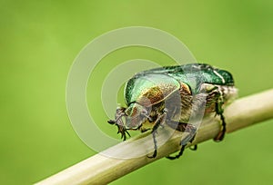 Amazing green and gold beetle Cetonia aurata in spring colorful meadow