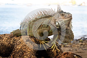 Amazing Green Iguana in Point-a-Pitre photo