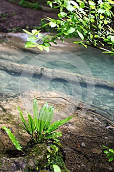 Amazing green leaves on a water background