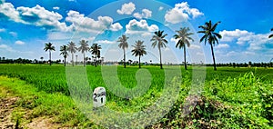 Amazing green paddy fields against the backdrop of coconut trees in Tadepalligudem, Andhrapradesh, India