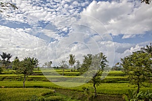 Amazing green rice field. Buleleng Regency, Bali, Indonesia