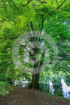 Amazing green tree in bally park schoenenwerd