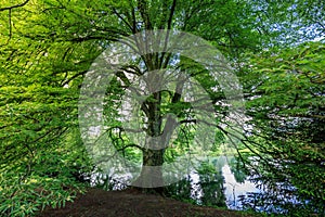 Amazing green tree in bally park schoenenwerd