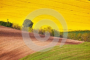 Amazing green and yellow rape spring fields Landscape. Agriculture Rural scene. Czech Moravia colza canola farmland bloom. Sunny