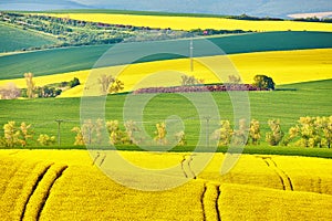 Amazing green and yellow rape spring fields Landscape. Agriculture Rural scene. Czech Moravia colza canola farmland bloom. Sunny