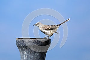 Amazing grey bird, beautiful avian from Costa Rica