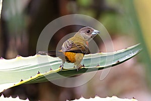 Amazing grey bird standing in a tree branch with green background, beautiful avian from Costa Rica