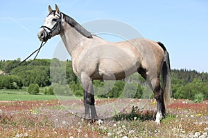 Amazing grey horse with bridle