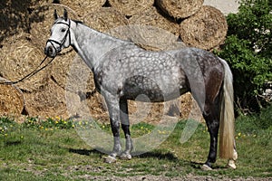 Amazing grey horse with bridle