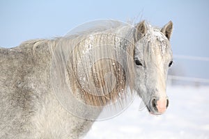 Amazing grey pony in winter