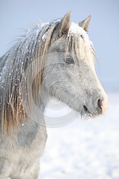 Amazing grey pony in winter