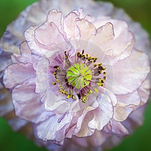 Amazing Grey poppy flower Papaver rhoeas