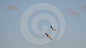 amazing Greylag Goose Anser anser is a water bird of the order Anseriformes. In flight at sunrise