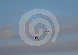 Amazing Greylag Goose Anser anser is a water bird of the order Anseriformes. In flight at sunrise