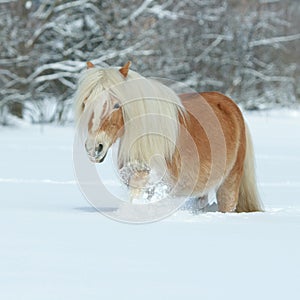 Amazing haflinger running in the snow