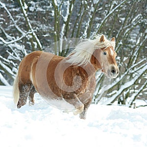 Amazing haflinger running in the snow
