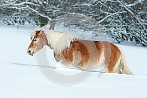 Amazing haflinger running in the snow