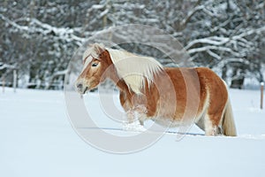 Amazing haflinger running in the snow