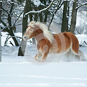 Amazing haflinger running in the snow