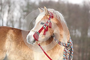 Amazing haflinger in winter